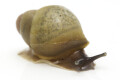 Archachatina porphyrostoma Nigeria B albino shell juvenil, 2 cm